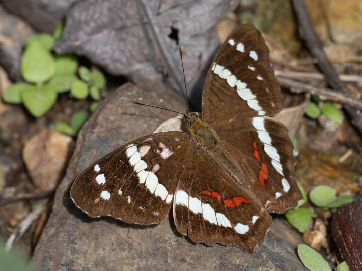 Anartia fatima (Banded Peacock).jpg